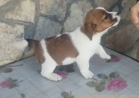 Džek Rasel terijer prodajem - 1/4