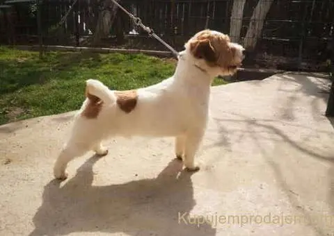 Džek Rasel terijer prodajem - 2/4