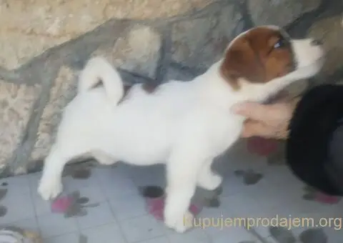Džek Rasel terijer prodajem - 3/4