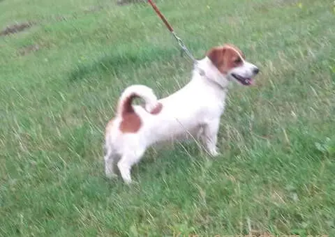 Džek Rasel terijer prodajem - 4/4