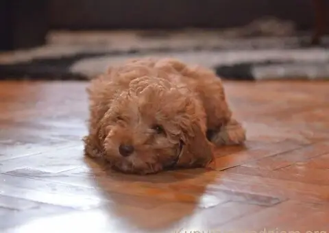 Patuljaste PUDLE Na prodaju - 1/4