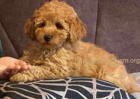 Patuljaste PUDLE Na prodaju - 2/4