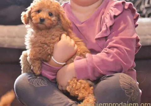 Patuljaste PUDLE Na prodaju - 3/4