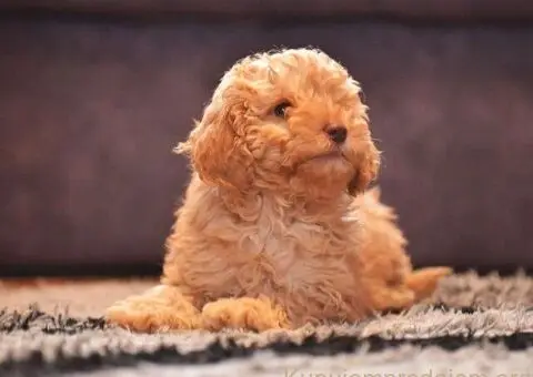 Patuljaste PUDLE Na prodaju - 4/4