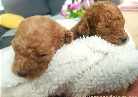 Toy Pudle – Ljubav na Prvi Pogled! - 1/5