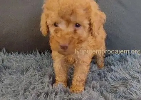 Toy Pudle – Ljubav na Prvi Pogled! - 2/5