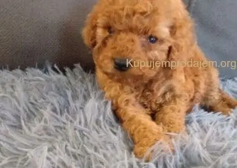 Toy Pudle – Ljubav na Prvi Pogled! - 3/5