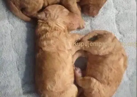 Toy Pudle – Ljubav na Prvi Pogled! - 4/5