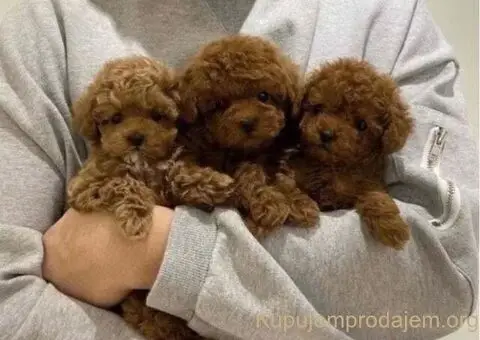 Toy Pudle – Ljubav na Prvi Pogled! - 5/5