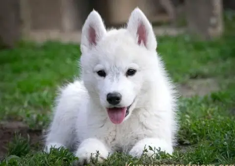 Sibirski Haski prelepo muško štene - 1/12