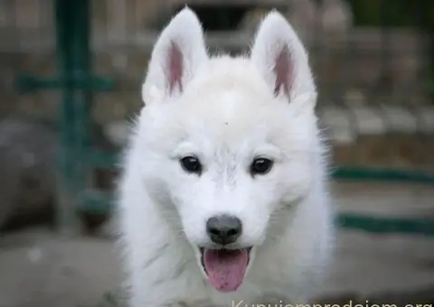 Sibirski Haski prelepo muško štene - 2/12