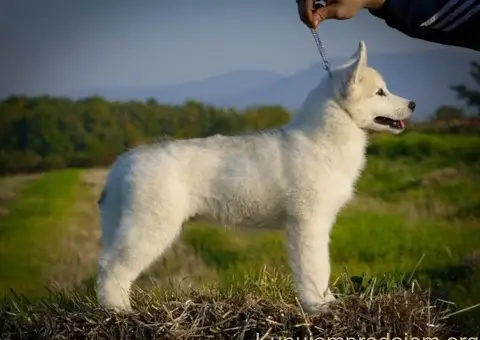 Sibirski Haski prelepo muško štene - 3/12