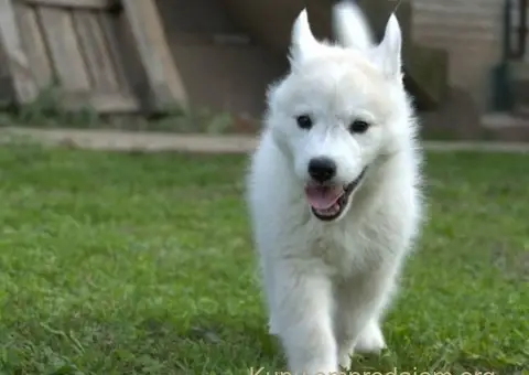 Sibirski Haski prelepo muško štene - 4/12