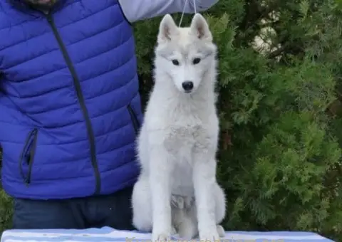 Sibirski Haski prelepo muško štene - 5/12