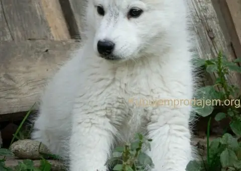 Sibirski Haski prelepo muško štene - 6/12