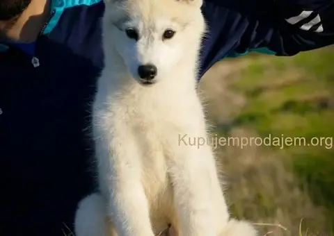 Sibirski Haski prelepo muško štene - 7/12
