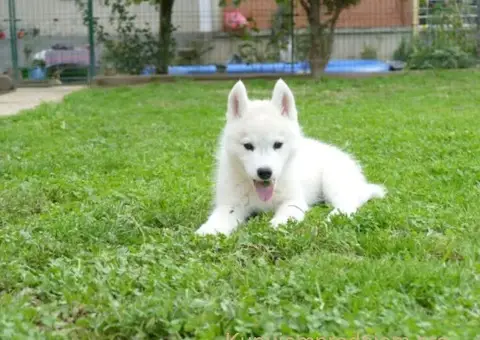 Sibirski Haski prelepo muško štene - 8/12