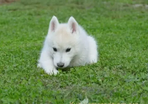 Sibirski Haski prelepo muško štene - 9/12