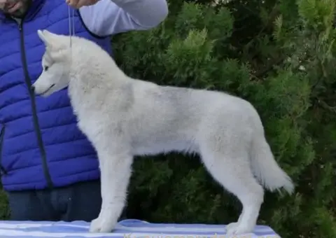Sibirski Haski prelepo muško štene - 10/12