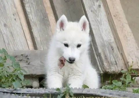 Sibirski Haski prelepo muško štene - 11/12