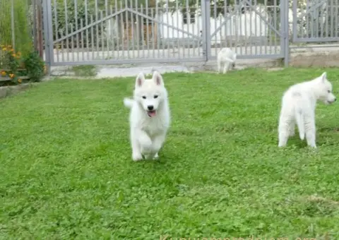 Sibirski Haski prelepo muško štene - 12/12
