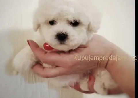 Kovrdžavi bišon štenci - 1/3