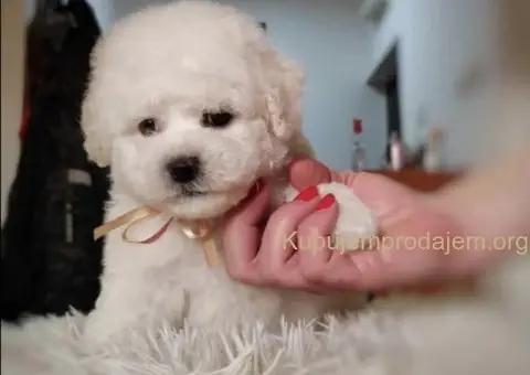 Kovrdžavi bišon štenci - 2/3