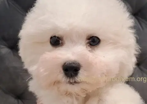 Kovrdžavi bišon štenci - 3/3