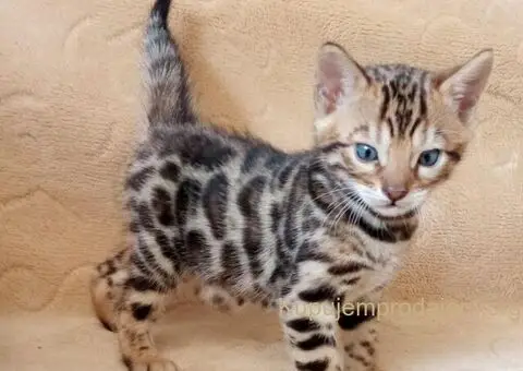 Bengalski Macici - 1/10