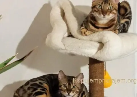 Bengalski Macici - 2/10