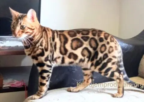 Bengalski Macici - 3/10