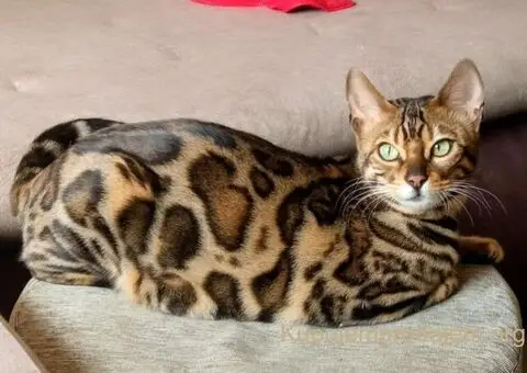 Bengalski Macici - 6/10