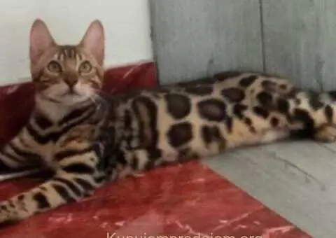 Bengalski Macici - 8/10