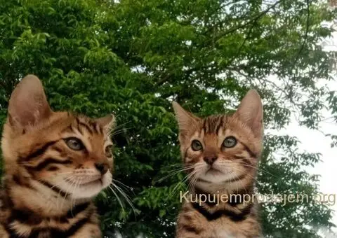 Bengalski Macici - 10/10