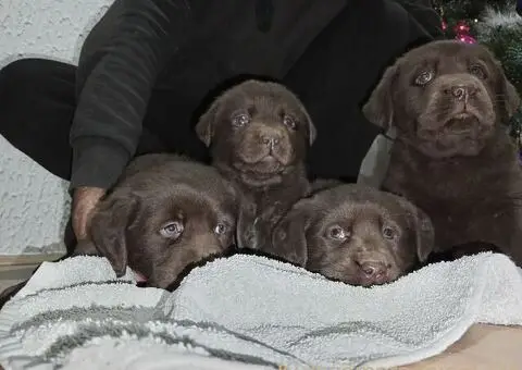Cokoladni stenci Labrador retriver - 1/5