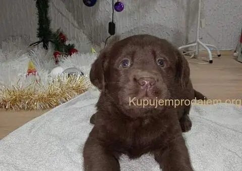 Cokoladni stenci Labrador retriver - 3/5