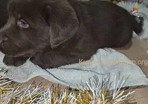 Cokoladni stenci Labrador retriver - 4/5