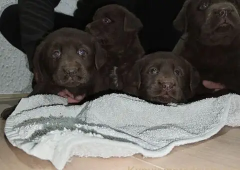 Cokoladni stenci Labrador retriver - 5/5