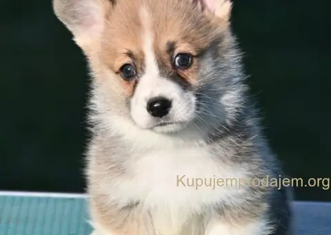 Velski korgi/Welsh Corgi Pembroke - 1/3
