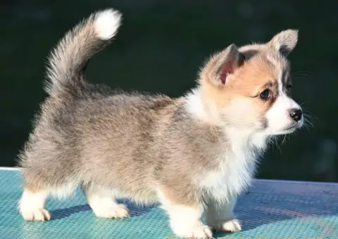 Velski korgi/Welsh Corgi Pembroke - 2/3