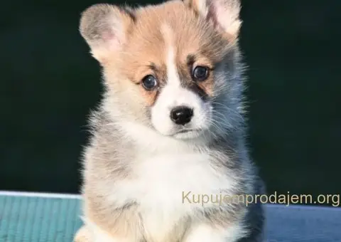 Velski korgi/Welsh Corgi Pembroke - 3/3