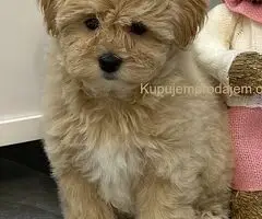 Maltipoo vrhunske genetike na prodaju