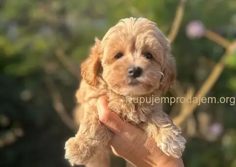 Maltipoo vrhunske genetike na prodaju - 2/8