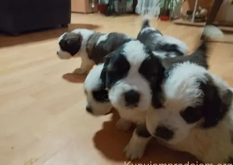 Stenci BERNARDINACA   sa papirima - 1/8