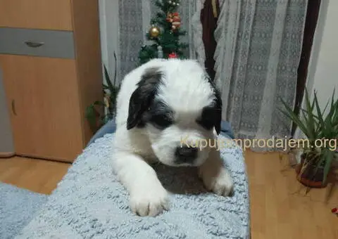 Stenci BERNARDINACA   sa papirima - 2/8