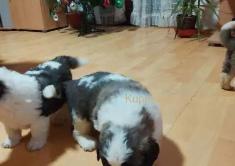 Stenci BERNARDINACA   sa papirima - 3/8