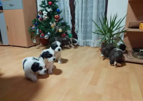 Stenci BERNARDINACA   sa papirima - 4/8