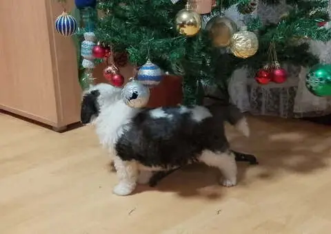 Stenci BERNARDINACA   sa papirima - 5/8