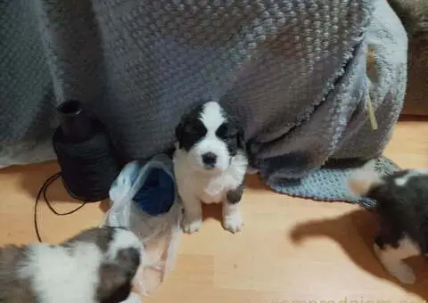 Stenci BERNARDINACA   sa papirima - 6/8