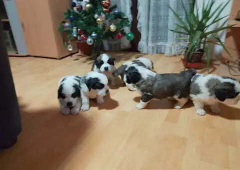 Stenci BERNARDINACA   sa papirima - 7/8